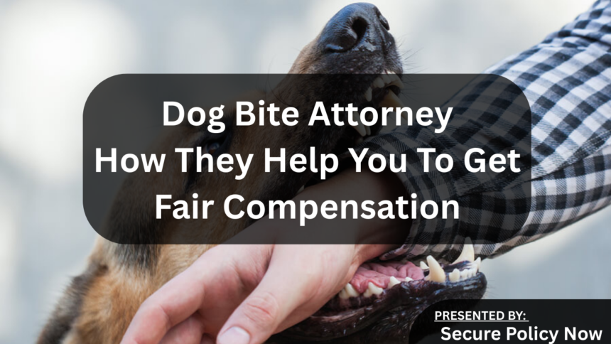 Dog Bite Attorney: How They Help You To Get Fair Compensation